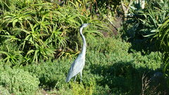 Ardea melanocephala