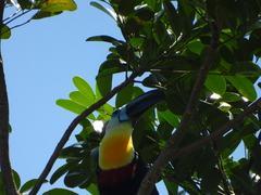 Ramphastos vitellinus vitellinus