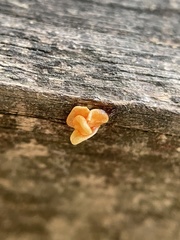 Dacrymyces stillatus