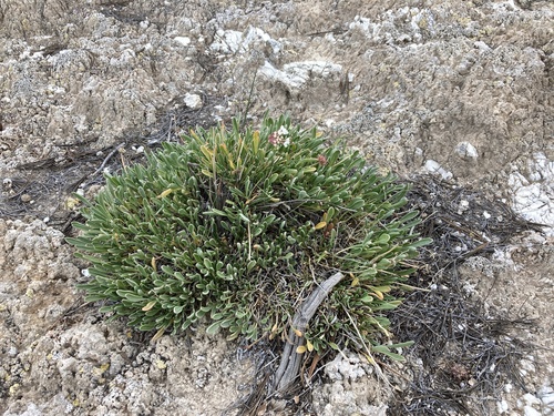 Galisteo sand verbena (Abronia bigelovii)