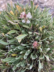 Abronia bigelovii