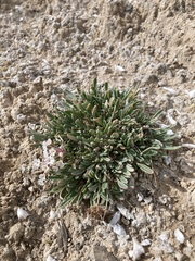 Abronia bigelovii