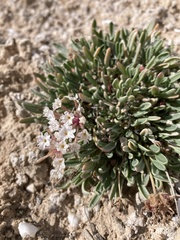 Abronia bigelovii