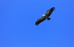 Gyps fulvus fulvus