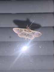 Apilocrocis brumalis