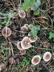 Gymnopus brassicolens