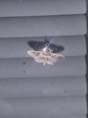 Apilocrocis brumalis