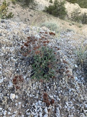 Eriogonum jamesii