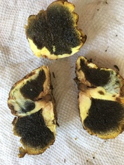 Gastroboletus