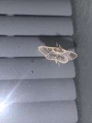 Apilocrocis brumalis