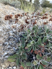 Eriogonum jamesii