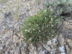 Abronia bigelovii