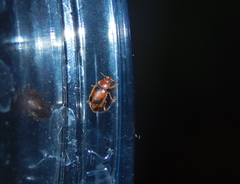 Coccidula scutellata