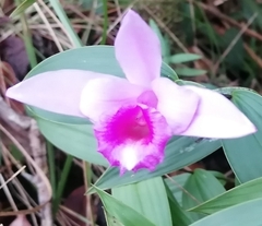 Sobralia