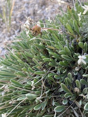 Abronia bigelovii
