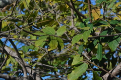 Talisia esculenta