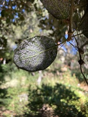 Aleuroplatus coronata