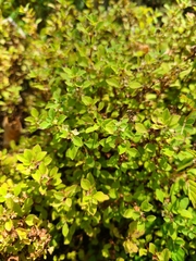 Ludwigia microcarpa