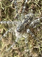 Dolomedes albineus