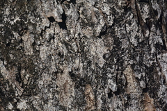 Talisia esculenta