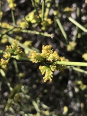 Ephedra chilensis