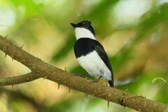 Platysteira castanea