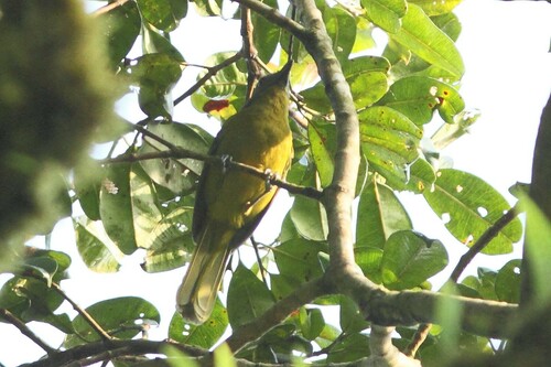 Green-breasted Bushshrike