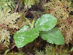Orthilia secunda