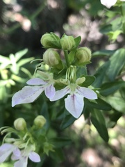 Teucrium bicolor