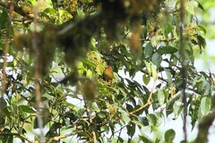 Cryptospiza reichenovii