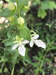Teucrium bicolor