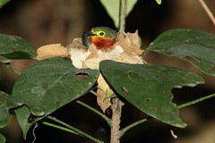 Platysteira concreta