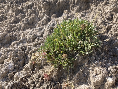 Galisteo sand verbena (Abronia bigelovii)
