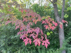 Acer saccharinum