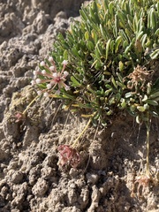 Abronia bigelovii