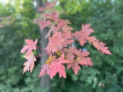 Acer saccharinum
