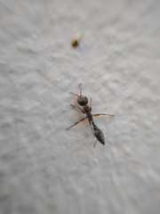 Pseudomyrmex