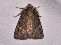 Phosphila turbulenta