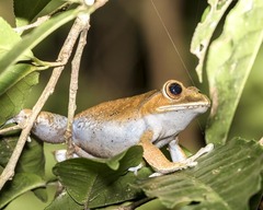 Boophis albilabris