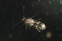 Mompha subbistrigella