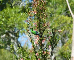 Nectarinia famosa famosa