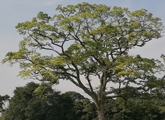 Ceiba pentandra