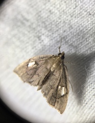 Perispasta caeculalis