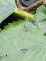 Gerromorpha