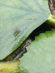 Gerromorpha