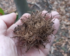 Andricus caputmedusae