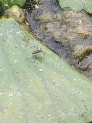 Gerromorpha