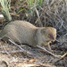 Small Indian Mongoose - Photo (c) 104623964081378888743, some rights reserved (CC BY-NC), uploaded by 104623964081378888743