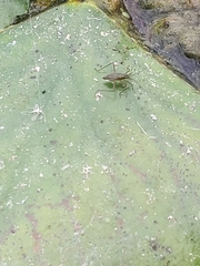 Gerromorpha