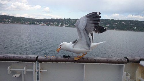Gaviota sombría (Larus fuscus)